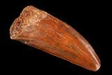 Serrated, Raptor Tooth - Real Dinosaur Tooth #109488-1